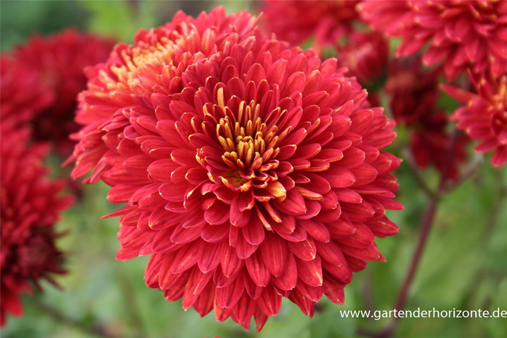 Chrysanthemum x hort.'Brennpunkt'