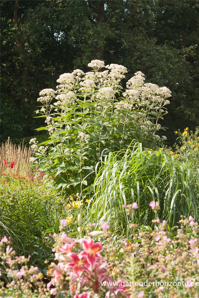 Großer Garten-Wasserdost 'Bartered Bride'