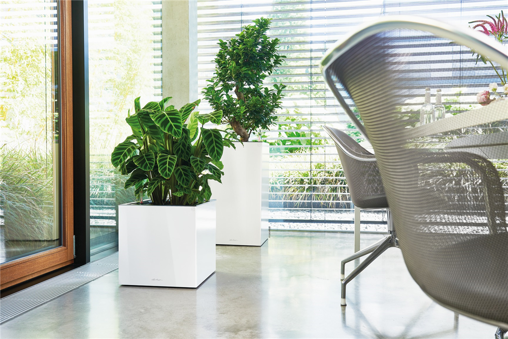 LECHUZA CANTO Premium 40 low