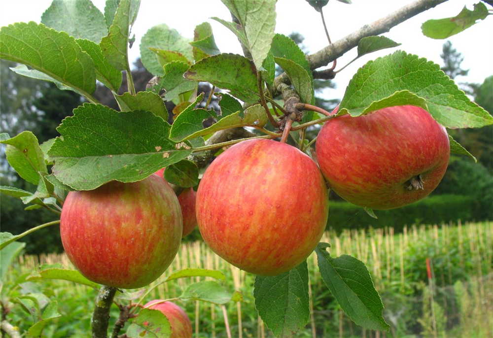 Herbstapfel 'Prinzenapfel'