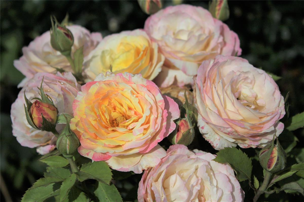 Beetrose 'Marc Chagall'®