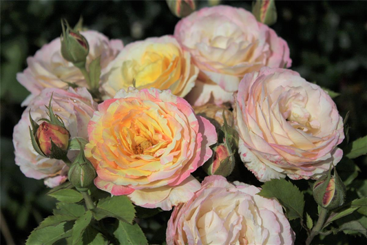 Beetrose 'Marc Chagall'®