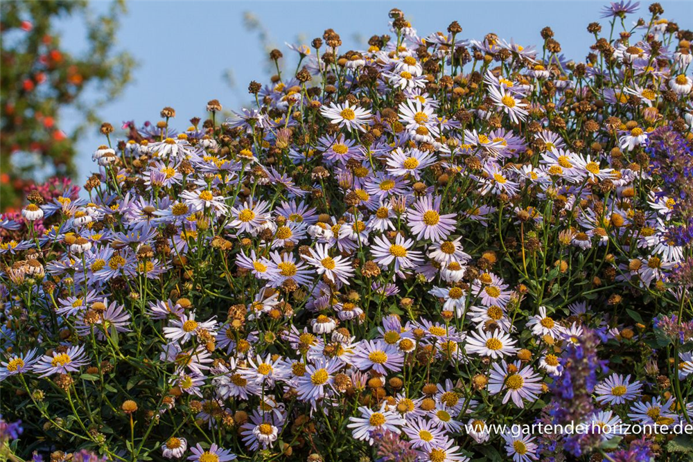Garten-Schönaster 'Madiva'