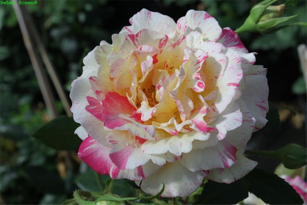 Edelrose 'Camille Pissaro'