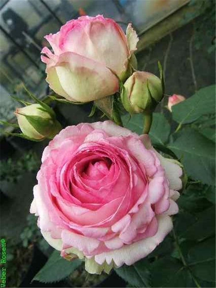 Strauchrose 'Eden Rose 85'®
