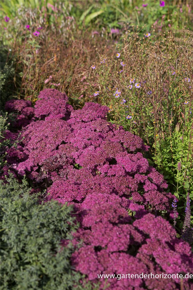Großes Garten-Fettblatt 'Mr. Goodbud'
