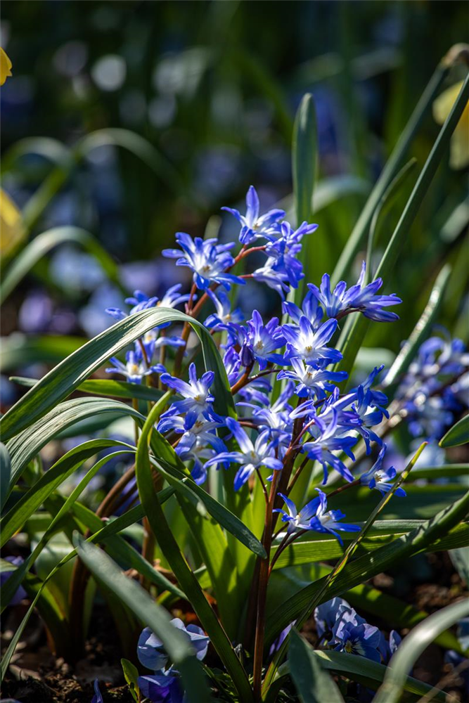 Sibirischer Blaustern - 10 Blumenzwiebeln