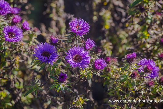 Garten-Raublatt-Aster 'Purple Dome'