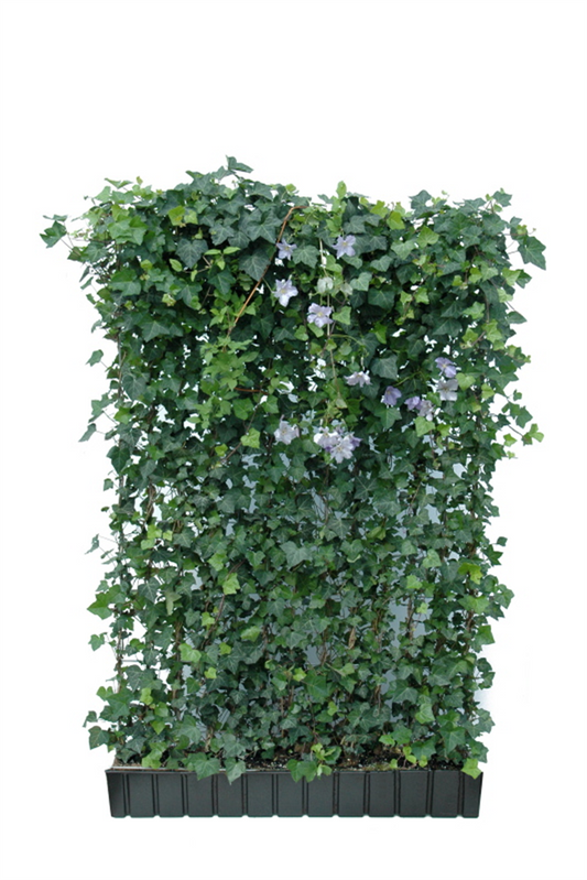 Hedera helix 'Woerneri' mit Clematis