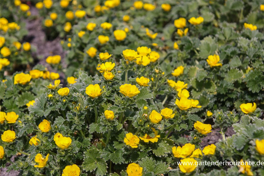 Großblütige Fingerkraut