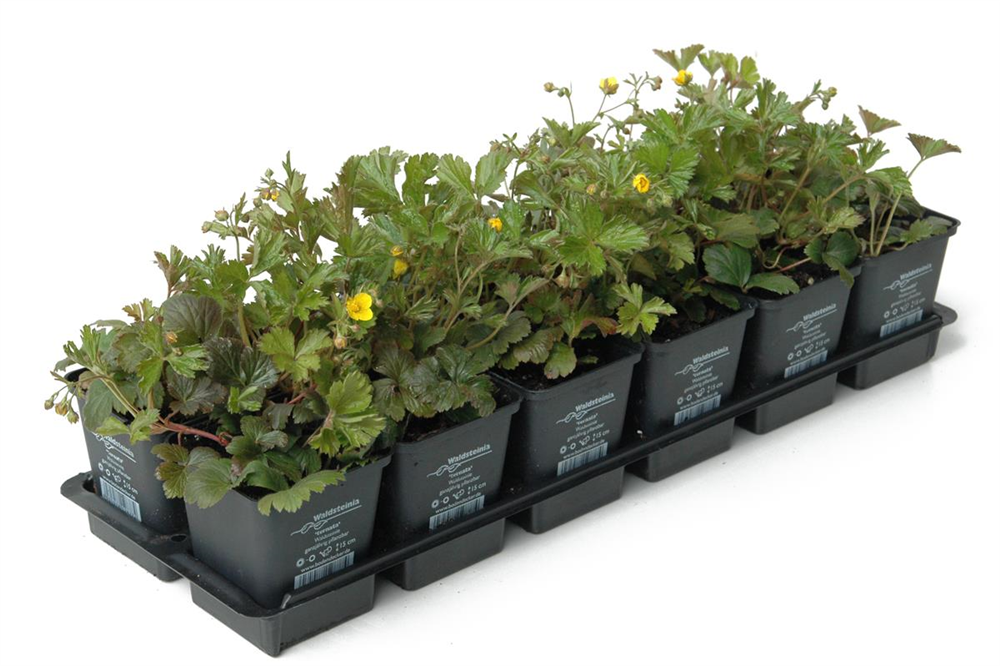 Waldsteinia ternata, 12er Set