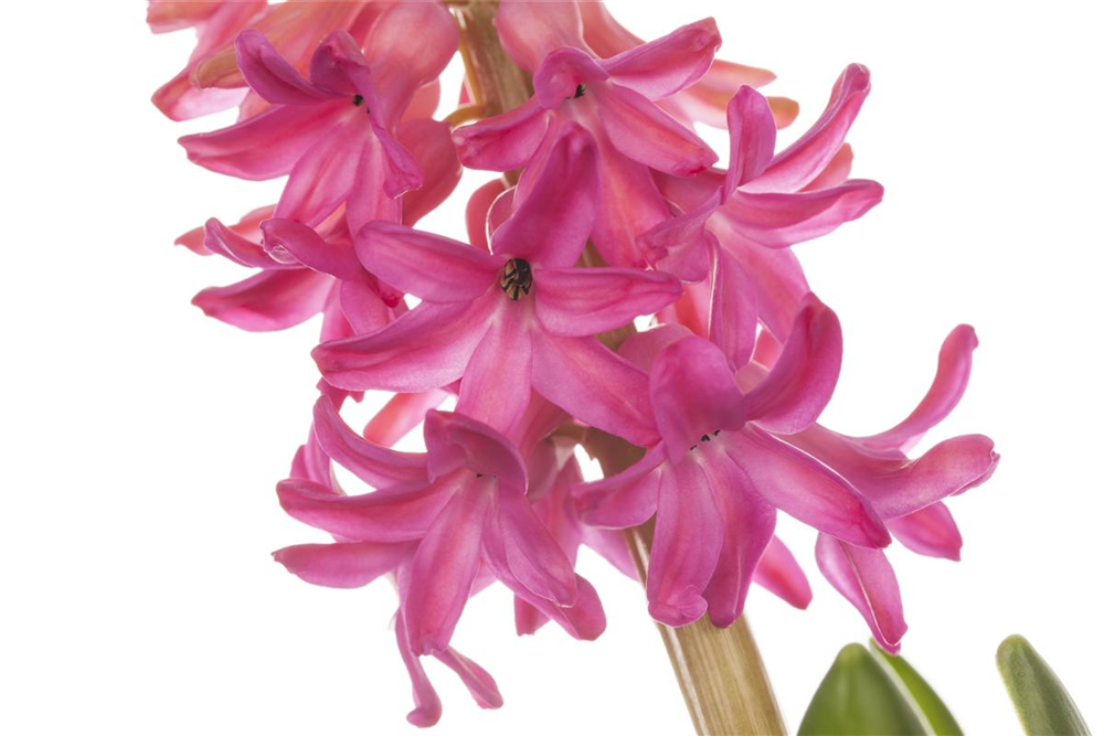 Hyazinthe 'Jan Bos'