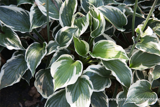 Hosta x fortunei 'Minuteman'
