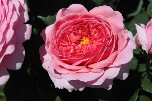 Strauchrose 'Princess Alexandra of Kent'
