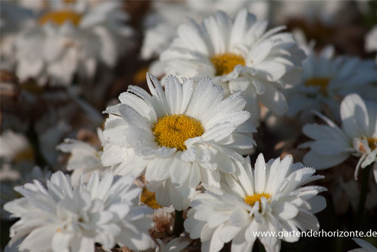 Großblumige Garten-Margerite 'Victorian Secret'