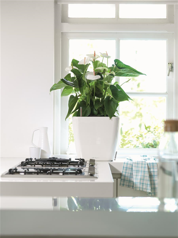 LECHUZA QUADRO Premium LS 35