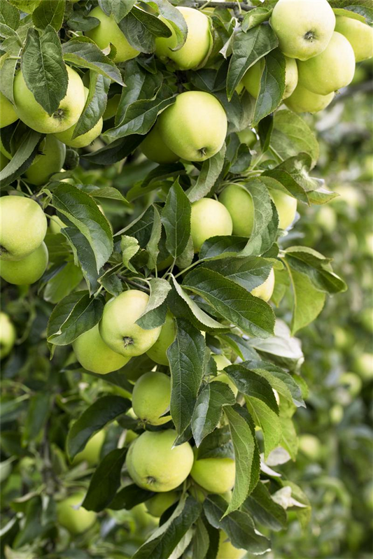 Apfel 'Golden Delicious'