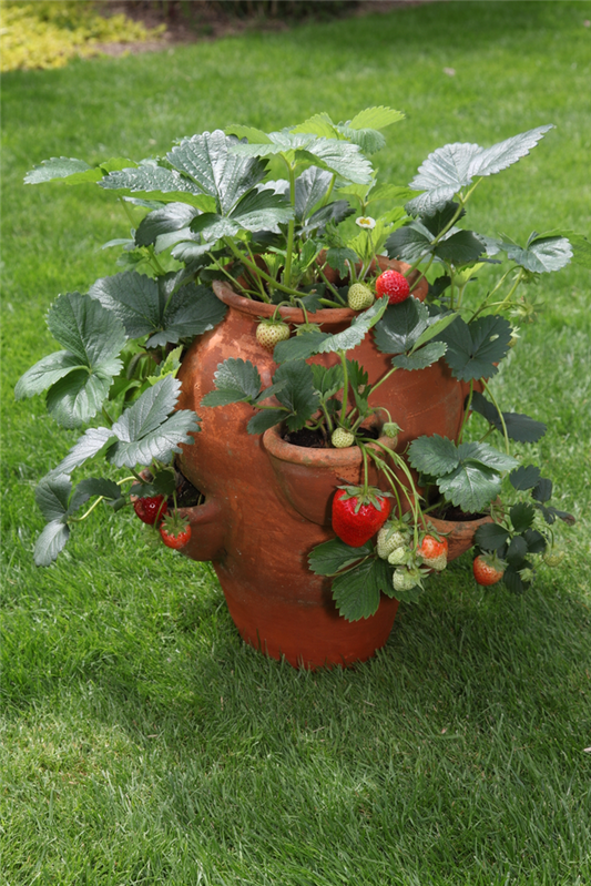 Hummi ® Rimona, 6er Set