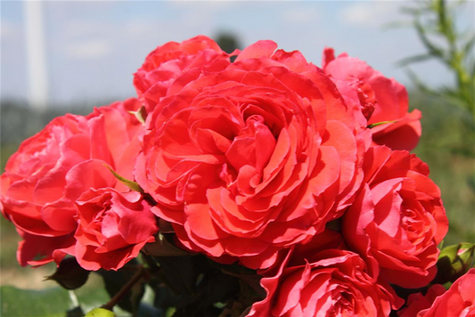 Beetrose 'Cherry Girl'®