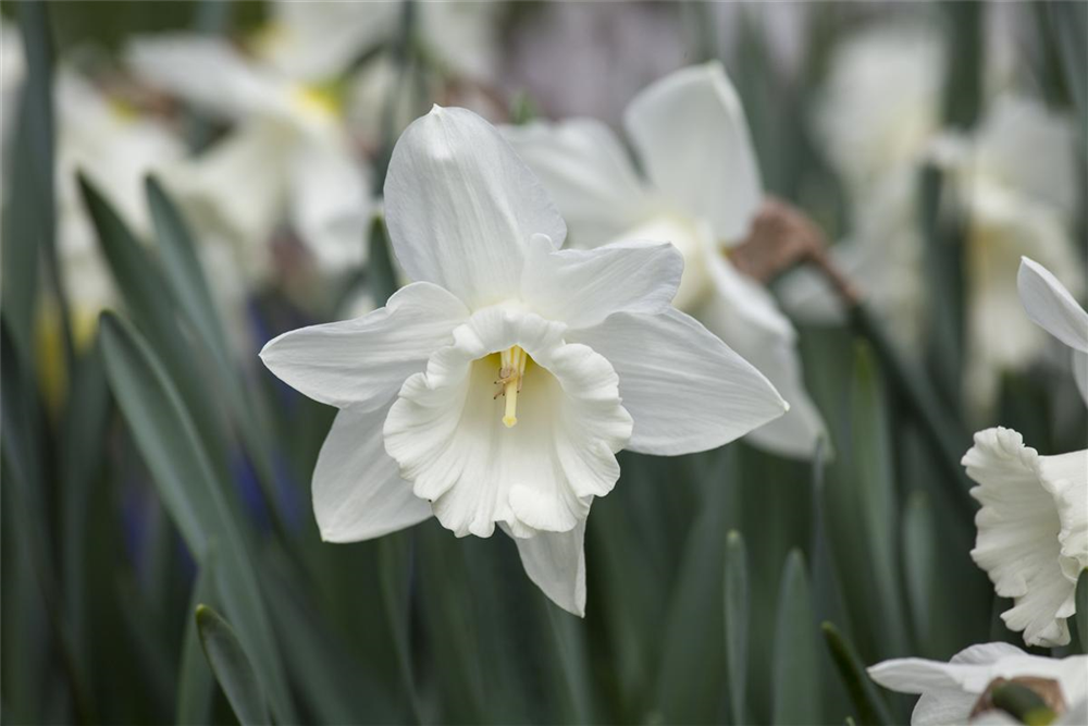 Edelnarzisse 'Mount Hood' - 5 Blumenzwiebeln