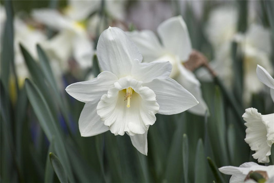 Edelnarzisse 'Mount Hood' - 5 Blumenzwiebeln