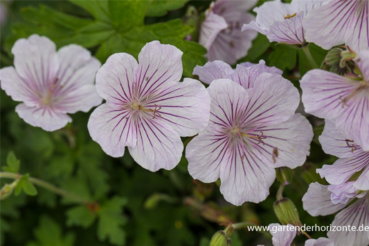 Geranium himalayense 'Derrick Cook'