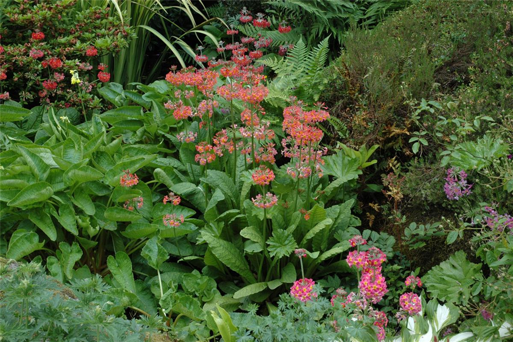 Garten-Etagen-Primel