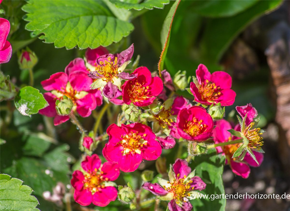 Garten-Zier-Erdbeere 'Red Ruby'