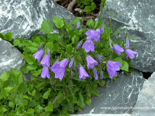 Campanula cochleariif.'Bavaria Blue', gen.