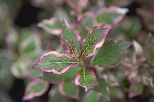 Weigela florida 'Monet'®