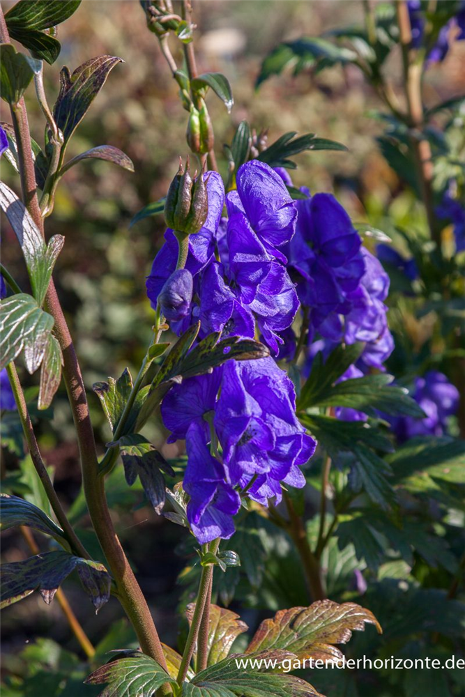 Hoher Herbst-Eisenhut