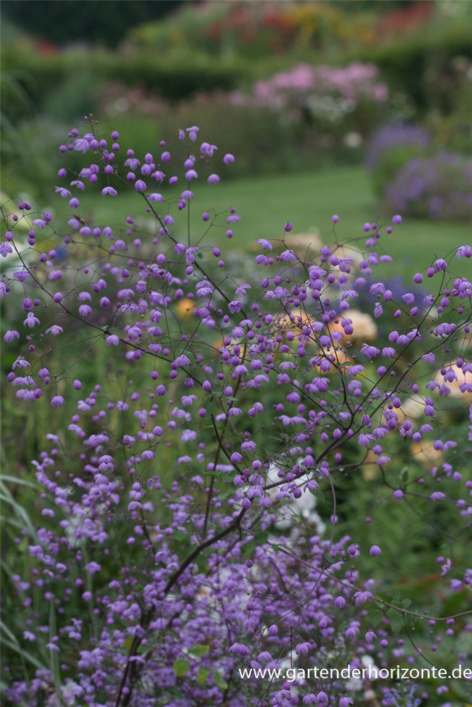 Garten-Wiesenraute 'Splendide'®