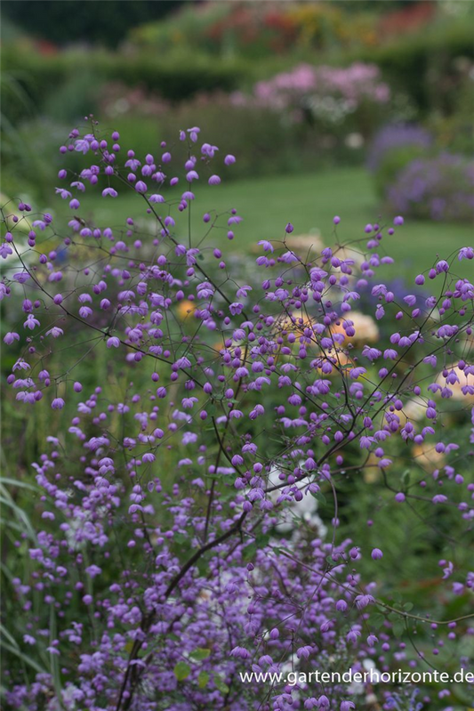 Garten-Wiesenraute 'Splendide'®