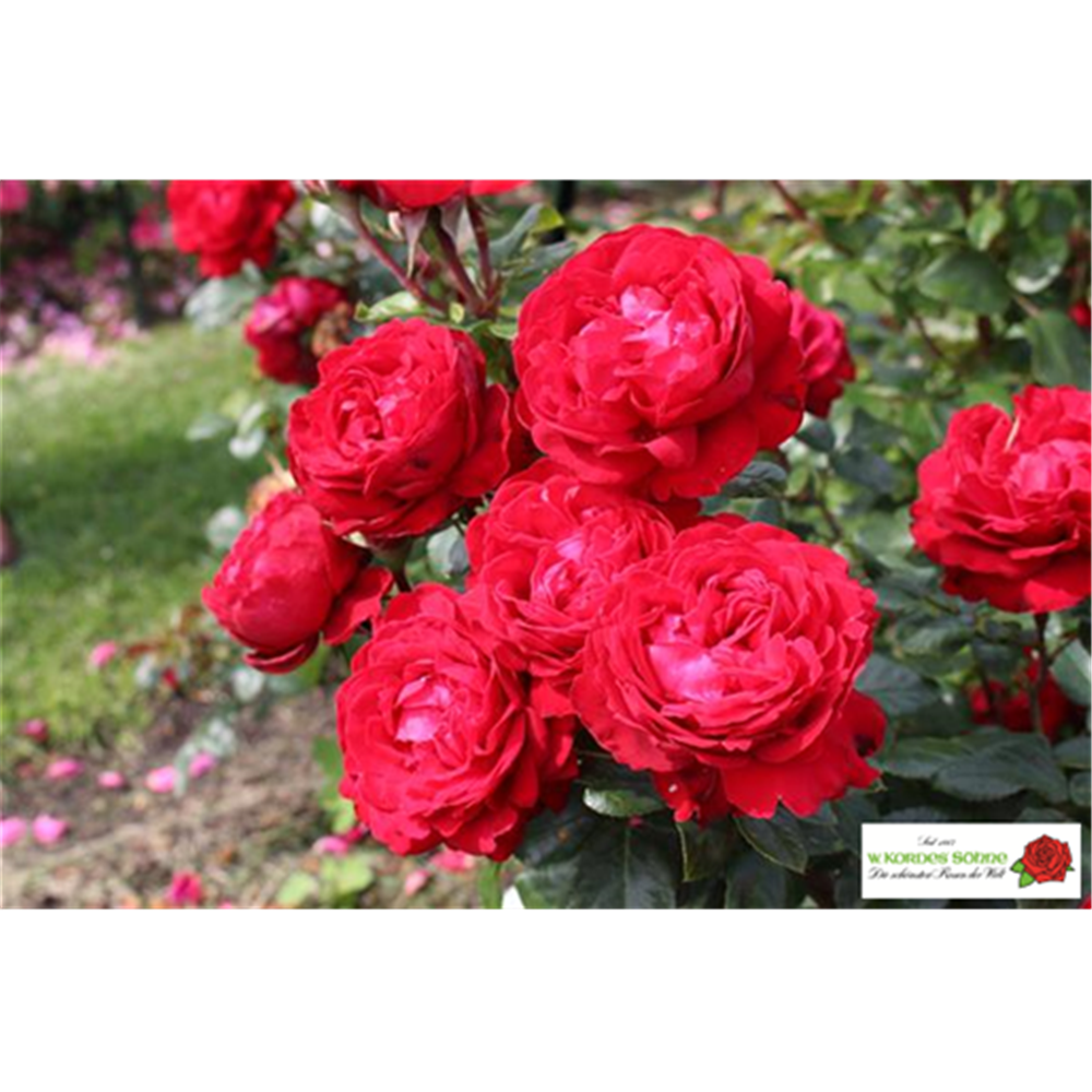 Edelrose 'Tiamo'®(s)