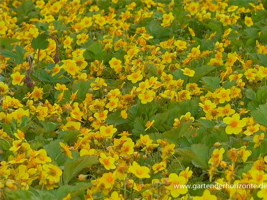 Dreiblättrige Waldsteinie