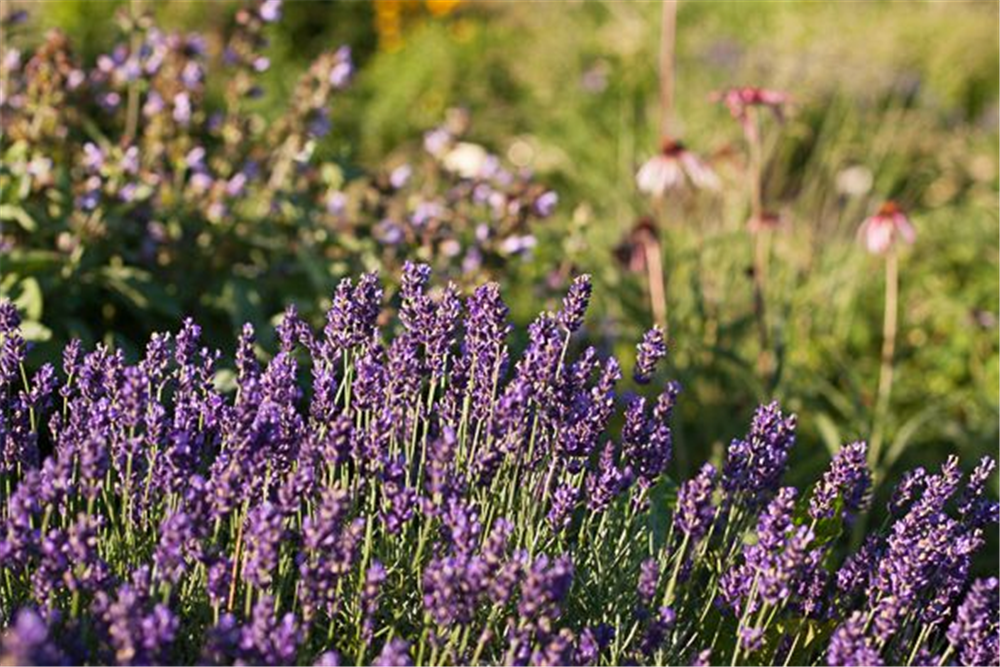 Lavandula angustifolia 'Early Hidcote'