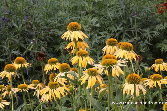 Garten-Scheinsonnenhut 'Harvest Moon'