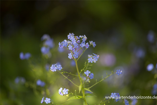 Brunnera macrophylla