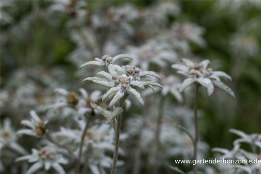 Alpen-Edelweiß