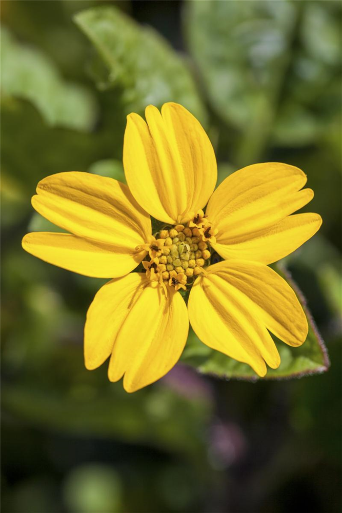 Chrysogonum virginianum 'Andre Viette'