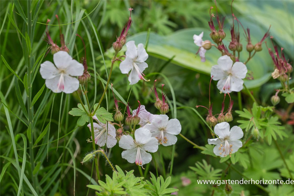 Cambridge-Bastard-Storchschnabel 'St. Ola'