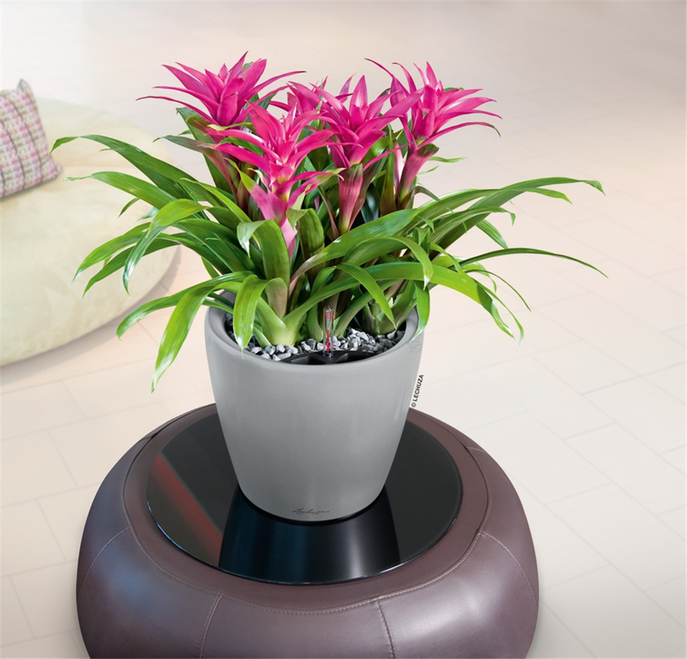 LECHUZA CLASSICO Premium 70