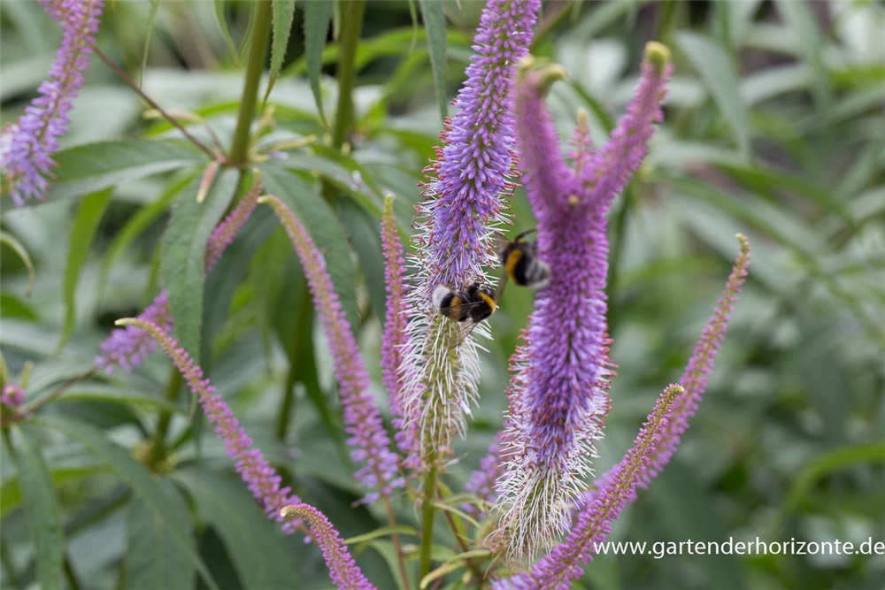 Garten-Kandelaberehrenpreis 'Fascination'