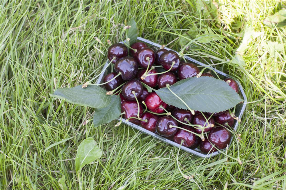 Süßkirsche 'Regina'