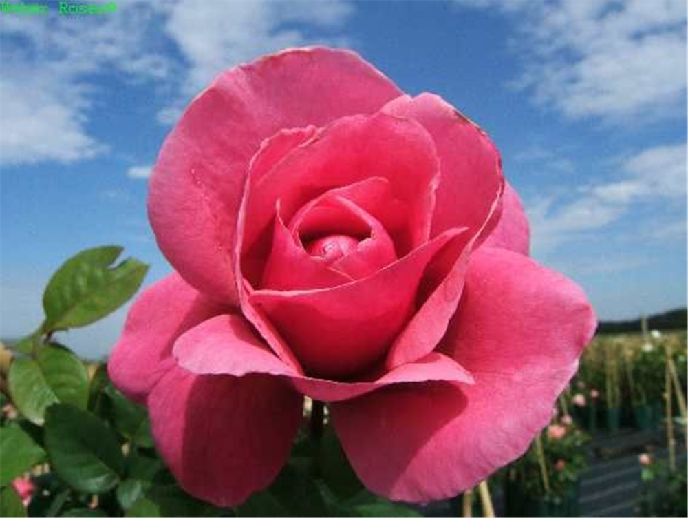 Edelrose 'Elbflorenz'®