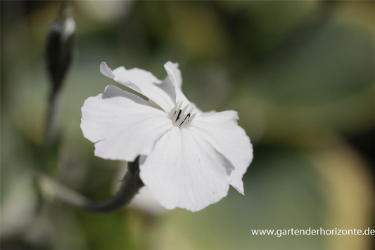 Lychnis coronaria 'Alba'