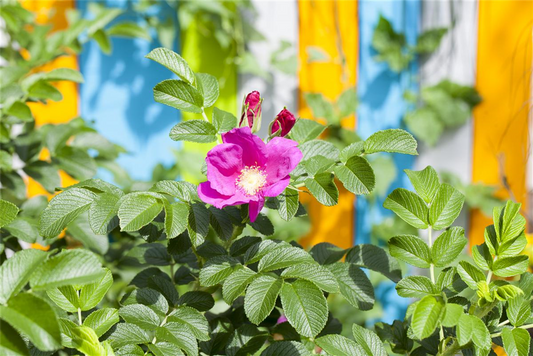 Glanzblättrige Rose