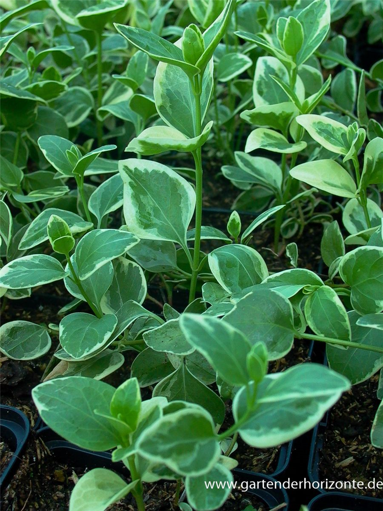 Großblättriges Immergrün