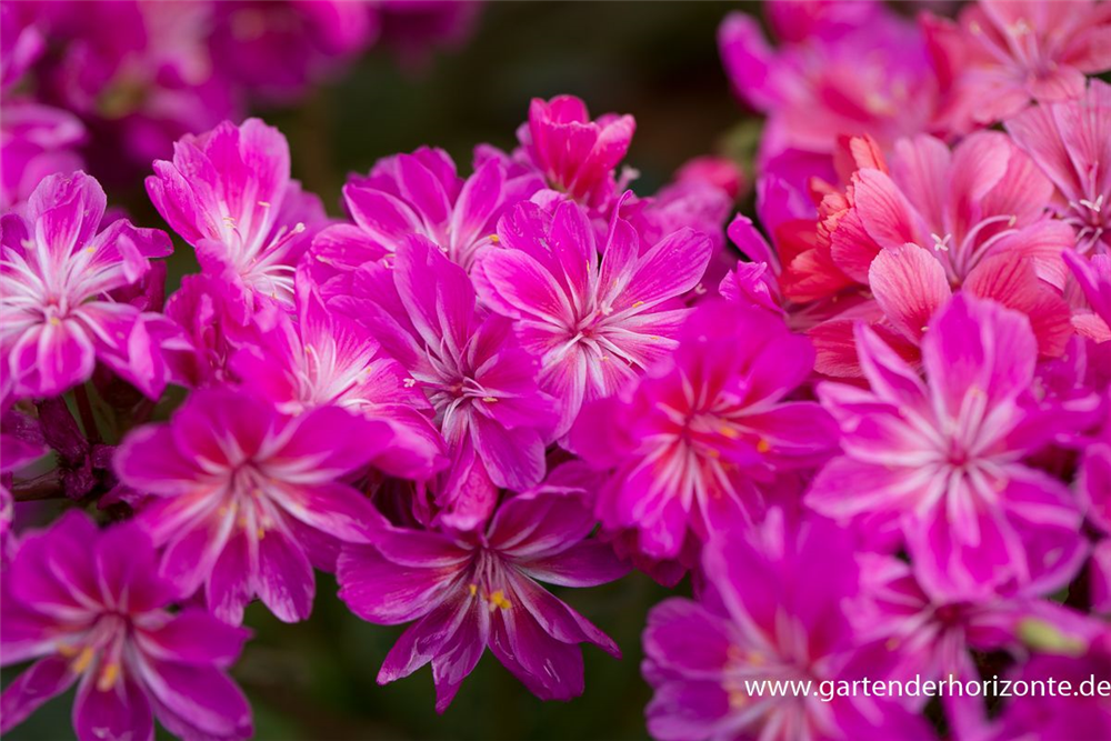 Garten-Bitterwurz 'Regenbogen'
