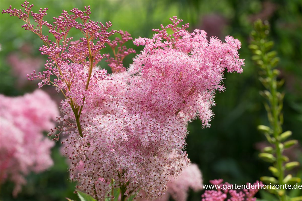 Garten-Mädesüß 'Venusta'
